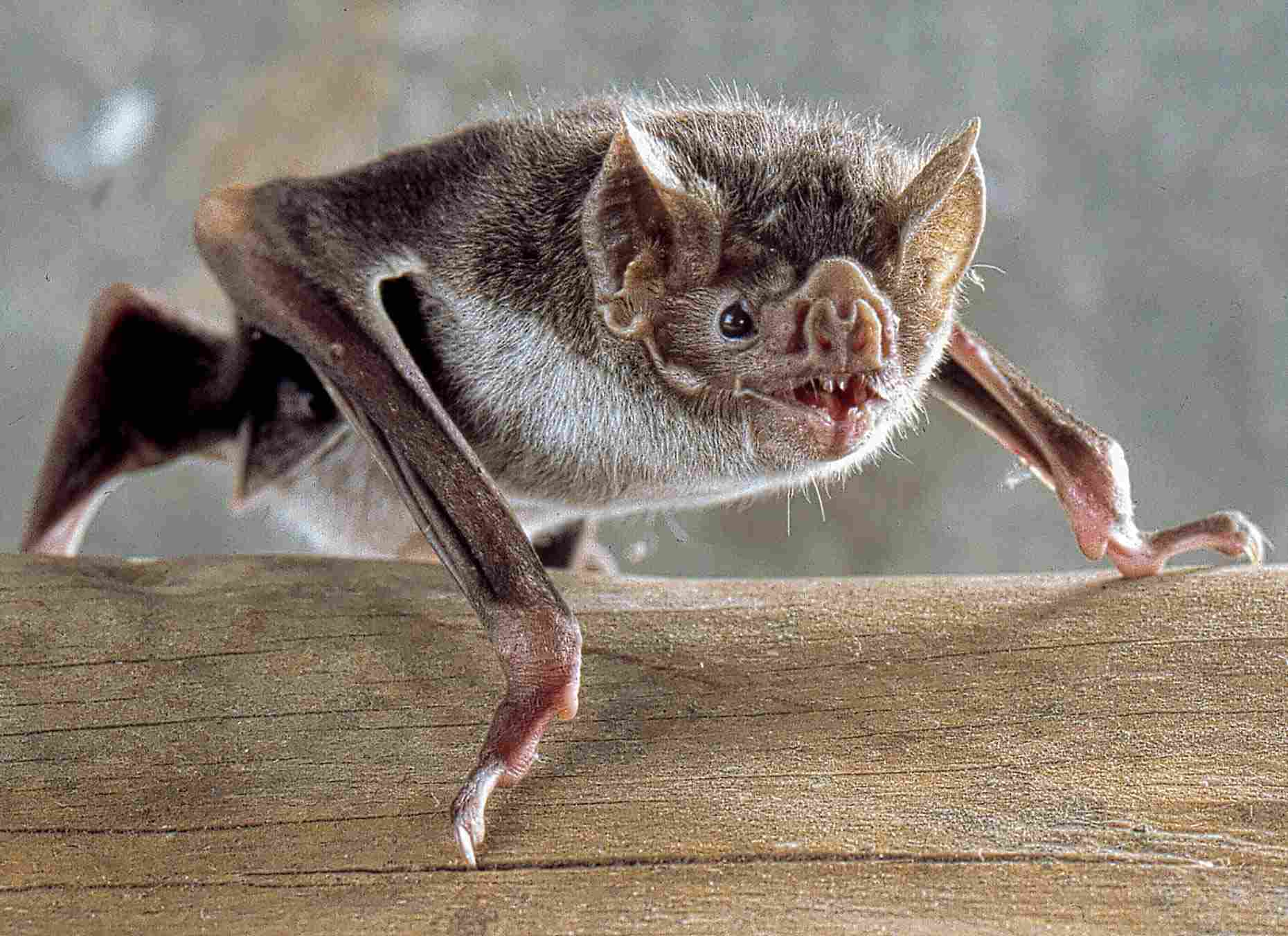chauve-souris11-compressed.jpg