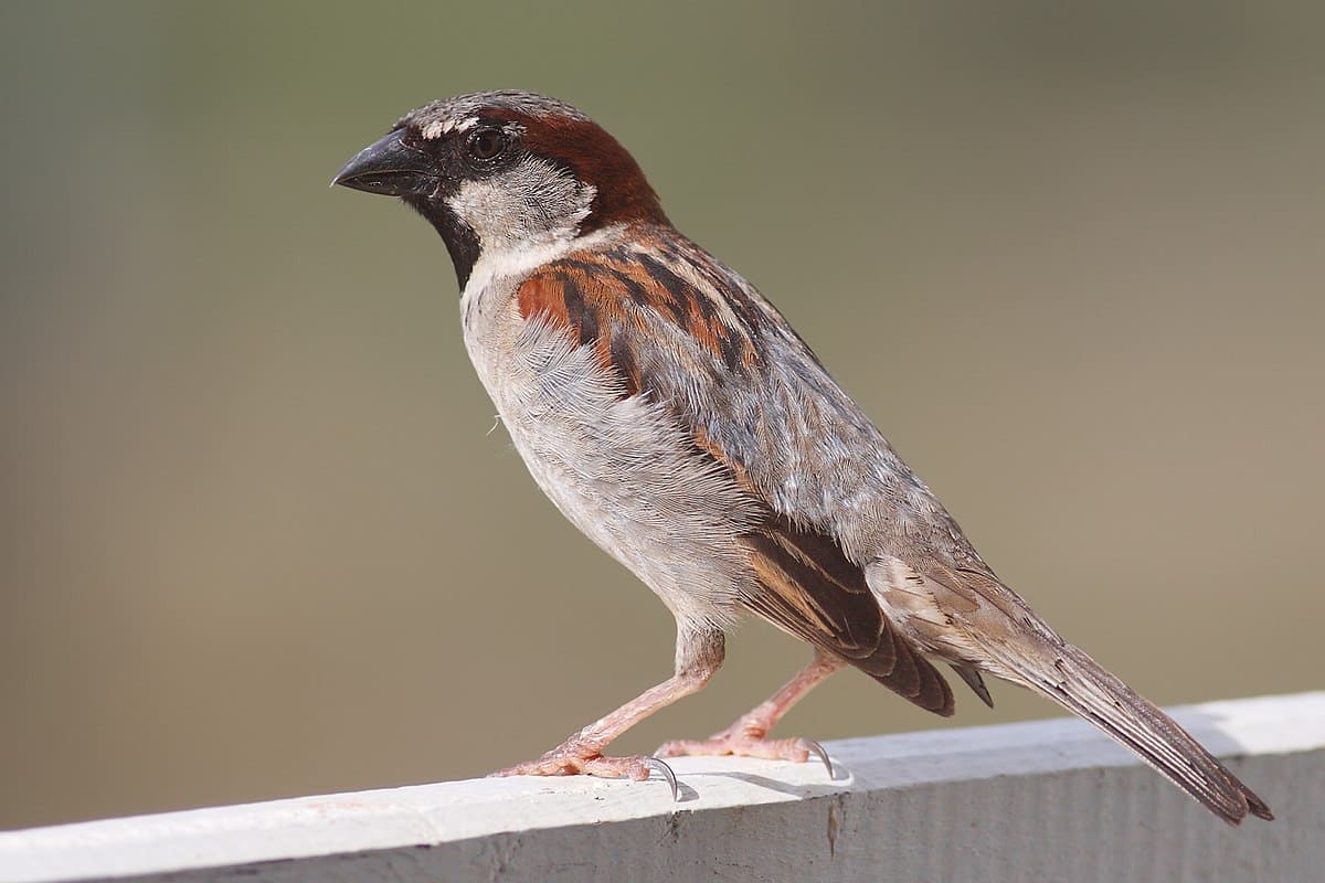 mOINEAU.jpg