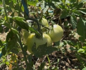 Jardin partagé de La Polygone