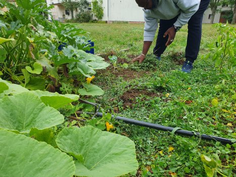 Plantation des choux lors de l'atelier de septembre