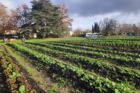 Potager urbain Daurat : un succès grandissant