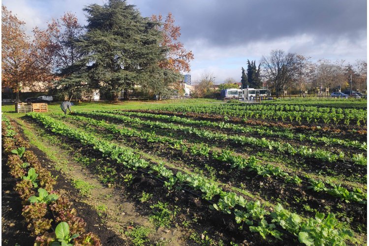 Potager urbain Didier Daurat