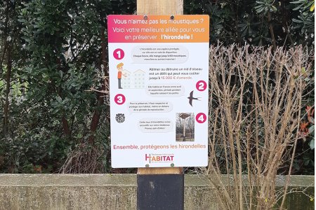 Des hirondelles aux Hérons