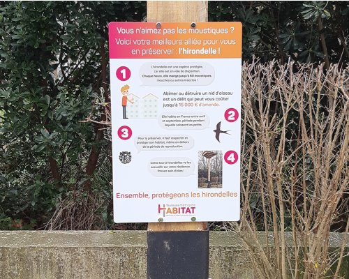 Des hirondelles aux Hérons