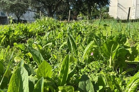 Au cœur du jardin partagé du 