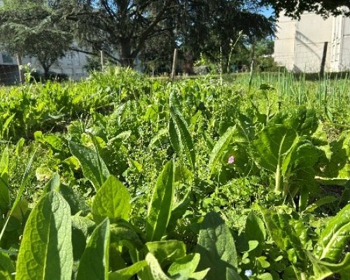 Au cœur du jardin partagé du 